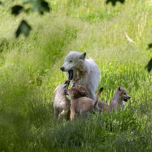 Arctic Wolf Pups with Adult