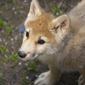 Arctic Wolf Pup Close Up