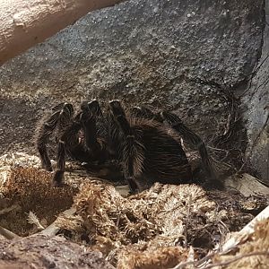 Brazilian salmon tarantula - Lasiodora parahybana