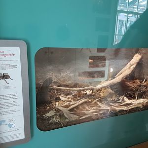 Sign and enclosure Brazilian salmon tarantula