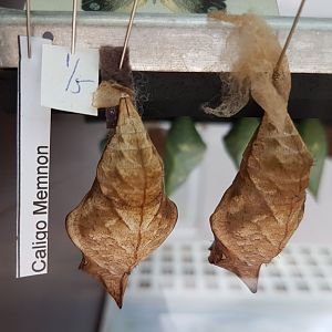 Pupas Giant owl - Caligo memnon