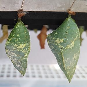 Pupas King shoemaker butterfly - Archaeoprepona demophon