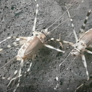 Cave crickets - Phaeophilacris bredoides