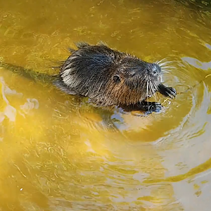Coypu