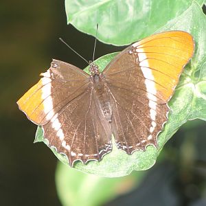 Butterfly ID