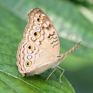 Anartia jatrophae