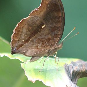 Butterfly ID