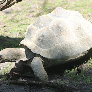 Aldabra giant tortoise in outdoor-enclosure
