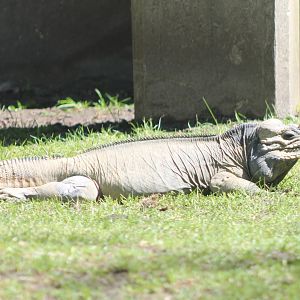 Rhinoceros iguana in outdoor-enclosure