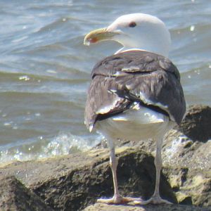 Can somebody identify