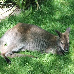 Red-necked wallaby