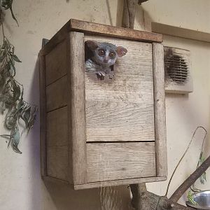 Senegal Bushbaby