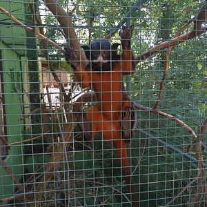 Red-bellied Tamarin