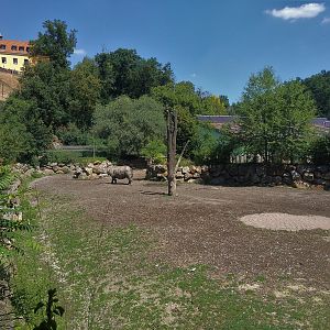 Indian Rhino Exhibit