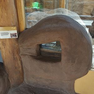 Terrarium for insects embedded into Hyrax Exhibit