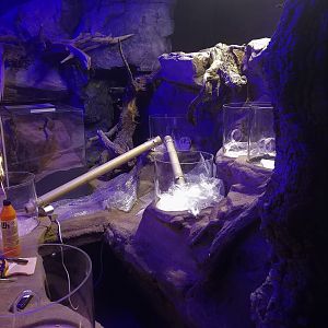 New exhibit under construction