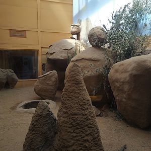 Hyrax Exhibit