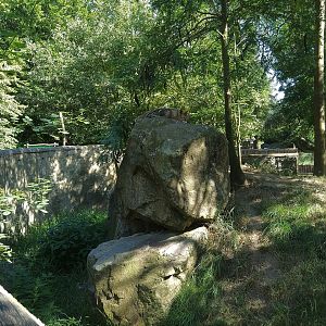 Black-backed Jackal Exhibit