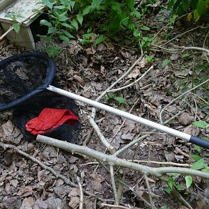 Catch me a Colobus? July 2019