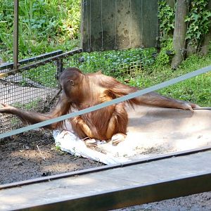 Bornean orangutan, Tatty. July 2019