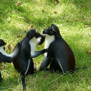Diana monkeys, July 2019