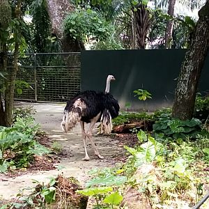 Male ostrich
