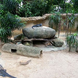 Rhinoceros iguanas