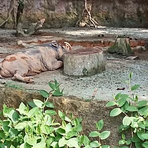 North Sulawesi babirusa