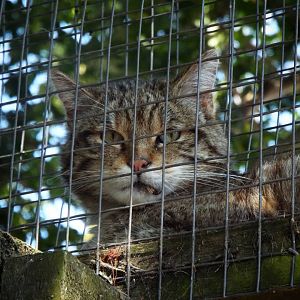 Scottish Wildcat Tropiquaria