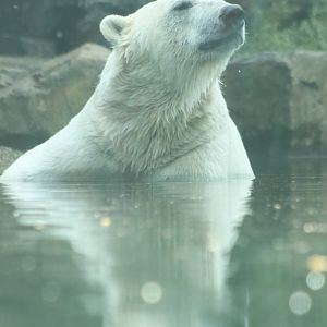 Polar bear in pool