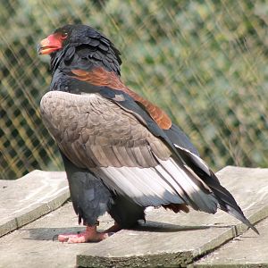 Bateleur