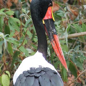 Sattle-billed stork