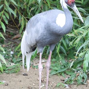 White-necked crane