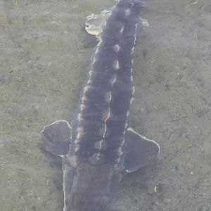 Sturgeon species