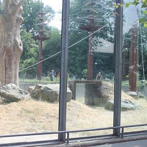 Outdoor-enclosure Orang utan