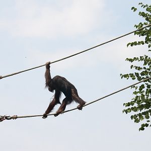 Orang utan in the ropes
