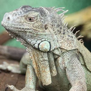 Green iguana