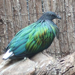 Nicobar pigeon