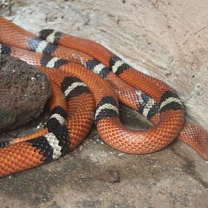 Campbell's milksnake