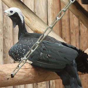 Blue-throated piping-guan with deformed bill