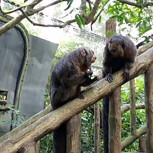 Fragile Forest - White-faced saki