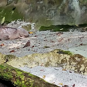 Lone "Desert" warthog