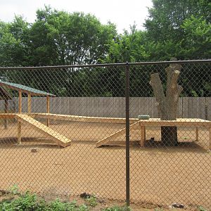 Singing Dogs Exhibit (Updated)