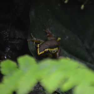 Hyperolius mitchelli