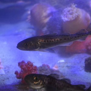 Arctogadus glacialis