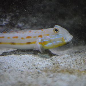 Valenciennea puellaris