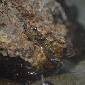 Periophthalmus gracilis