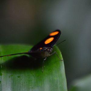 Butterfly ID