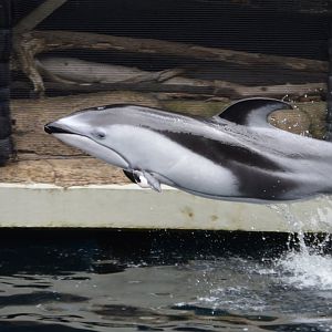 Helen, Lagenorhynchus obliquidens