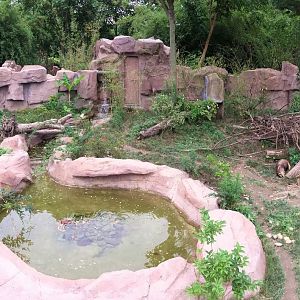 Hog badger exhibit